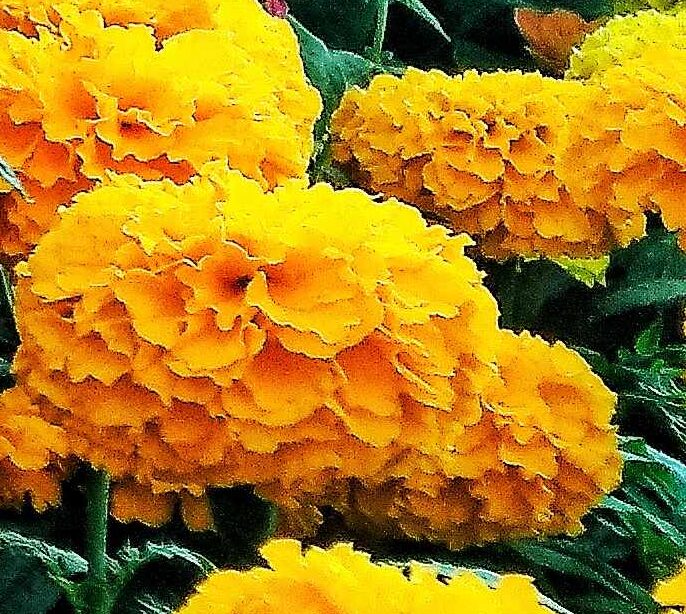 marigold 2