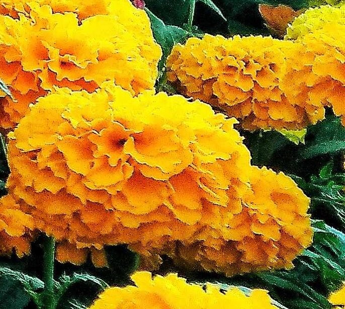 marigold 2