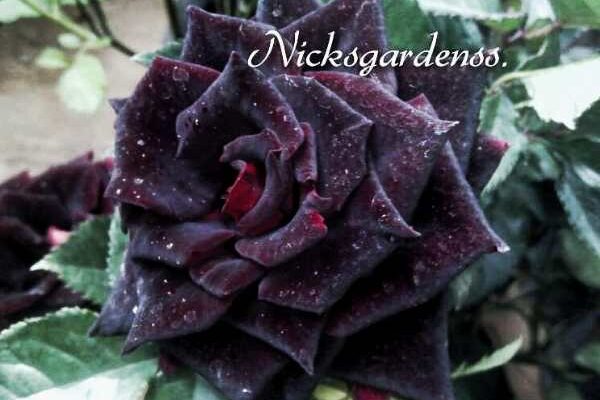 Black Rose Black Rose