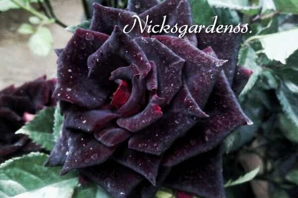 Black Rose Black Rose