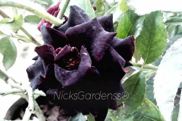 NG_000015_BR_01 BLACK ROSE