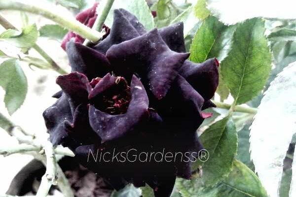 NG_000015_BR_01 BLACK ROSE