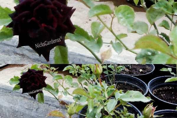 BLACK ROSE BLACK ROSE