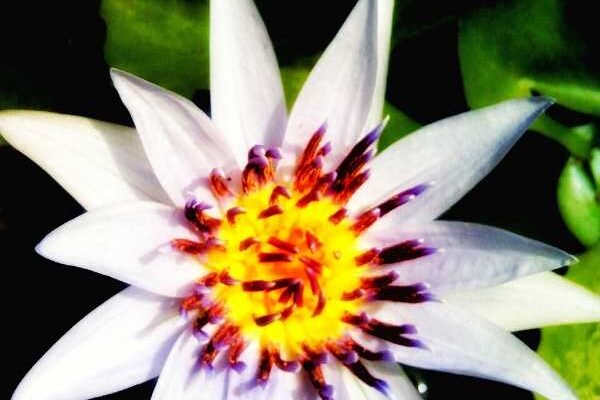 NG_000017_WL water lily