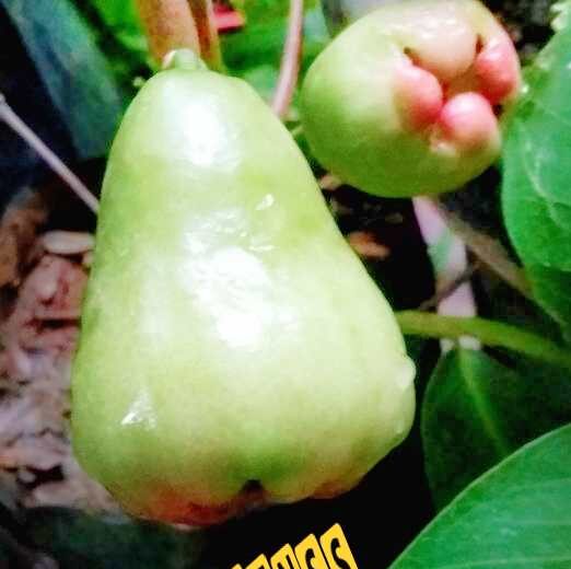 WATER APPLE PLANT