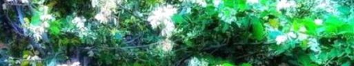 NicksGardenss Premium Organic Manure For Plants